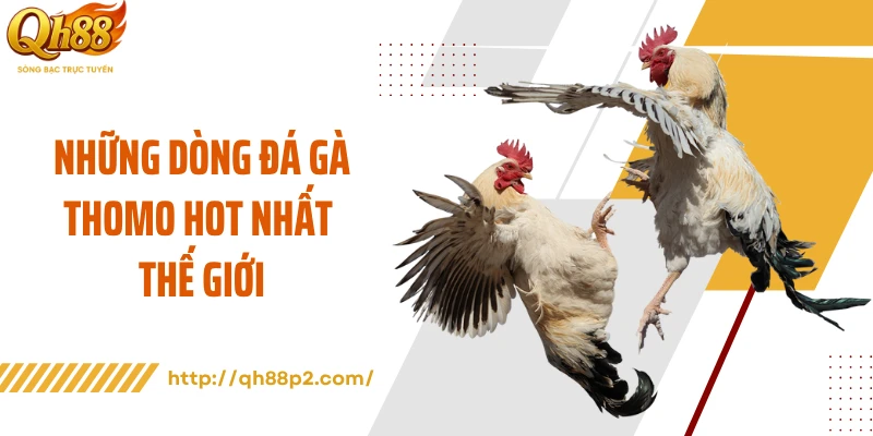 Những dòng đá gà Thomo hot nhất thế giới